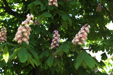 Kestane ağacı çiçeği. Büyük bahar infloresansı. Beyaz çiçek ve yeşil yapraklar. Baharda bir parkta at kestanesinin çiçek açması.