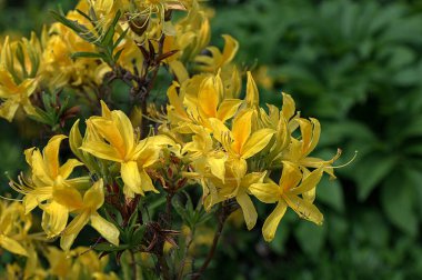 Rododendron luteum (sarı açelya veya hanımeli açelya), güneydoğu Avrupa ve güneybatı Asya 'da yetişen Ericaceae familyasından bir açelya türüdür..