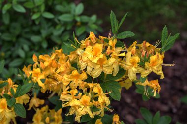 Rododendron luteum (sarı açelya veya hanımeli açelya), güneydoğu Avrupa ve güneybatı Asya 'da yetişen Ericaceae familyasından bir açelya türüdür..