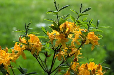 Rododendron luteum (sarı açelya veya hanımeli açelya), güneydoğu Avrupa ve güneybatı Asya 'da yetişen Ericaceae familyasından bir açelya türüdür..