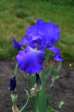 Bahçede çiçek açan Sibirya irisi (iris sibirica) grubu. Sibirya İrisinin çiçeği yaz bahçesinde yetişiyor..
