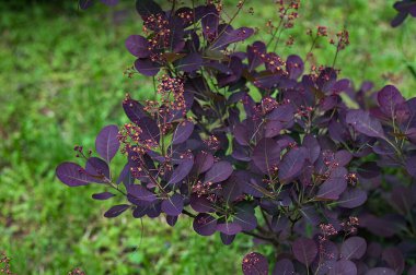 Cotinus coggygria Royal Purple 'ın koyu kırmızı yaprakları, yeşil bir bahçe ve mavi gökyüzüne karşı. Tasarım için doğa konsepti.