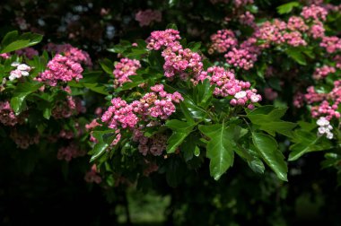 Güzel bir Hawthorn Ağacı dalı, çiçek, Crataegus monogyna, Ukrayna kırsalında yetişiyor. Doğal tıbbi bitki.