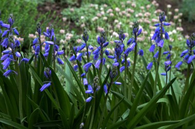 İspanyol blueBell, Hyacinthoides hispanica, Endymion hispanicus ya da Scilla hispanica, İber Yarımadası 'nda yetişen bir bahar çiçeği..