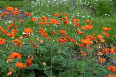Geum coccineum in the spring garden. Red flowers of blooming Geum aleppicum. Floral background clipart