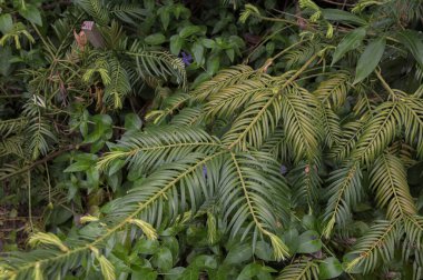 Cephalotaxus fal Çin erik-porsuk doğal yeşil arka planı bitmeyen yeşil kozalaklı ağaç