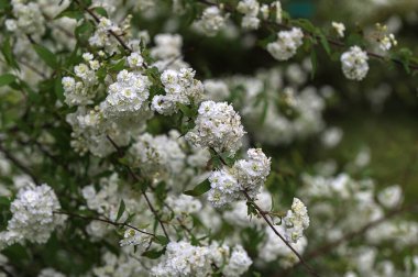 Bahçedeki Spiraea kantoniensis 'in beyaz çiçeği. Beyaz çifte çiçekli çalılar. Spiraea kantoniensis çalılarının beyaz çiçekleri..