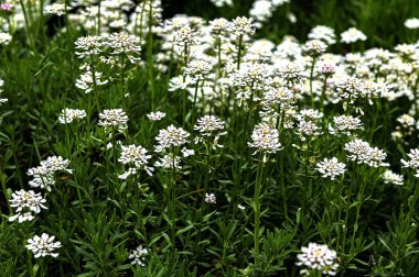 İberis sempervirens hiç bitmeyen yeşil şekerleme kalıcı çiçek, beyaz bahar çiçekli kaya bitkileri grubu, mevsimsel arka plan
