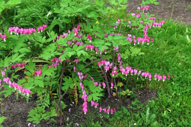 Kanayan Kalp Pembe Çiçekleri (Dicentra spektabilis veya Lamprocapnos spectabilis). Muhteşem pembe bahar çiçekleri, çiçekli arka plan.