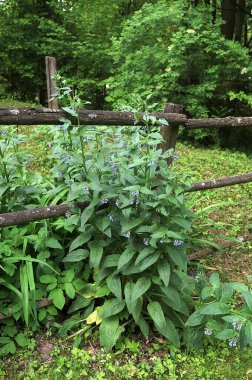 Mavi kozalak (Symphytum caucasicum) ve bahar bahçesinde yeşil yaprakların üzerinde güzel mavi çiçekler. Çiçek açan simfizyumun yakın plan görüntüsü. Ayrıca Beinwell ya da Kafkas papağanı olarak da bilinir..