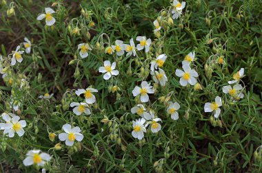 Seçici odaklı helanthemum apenninum (Beyaz Kaya Gülü) adı verilen çiçek açan resim