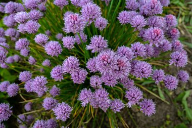 Bahçedeki Frenk soğanı bitkilerinde (Allium schoenoprasum) mor çiçekler..