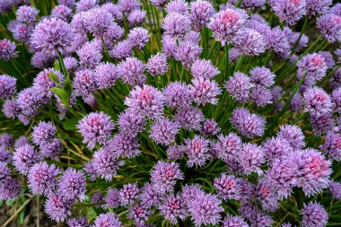Bahçedeki Frenk soğanı bitkilerinde (Allium schoenoprasum) mor çiçekler..