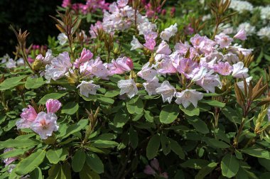 Güzel, pembe bahar çiçekli rhododendron ya da yumuşak günışığında açelya çiçekleri. Baharda güzel pembe rhododendron çiçekleri, kapatın..