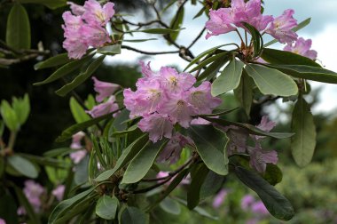 Güzel, pembe bahar çiçekli rhododendron ya da yumuşak günışığında açelya çiçekleri. Baharda güzel pembe rhododendron çiçekleri, kapatın..