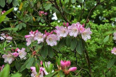 Güzel, pembe bahar çiçekli rhododendron ya da yumuşak günışığında açelya çiçekleri. Baharda güzel pembe rhododendron çiçekleri, kapatın..