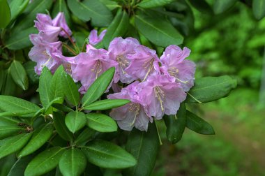 Güzel, pembe bahar çiçekli rhododendron ya da yumuşak günışığında açelya çiçekleri. Baharda güzel pembe rhododendron çiçekleri, kapatın..