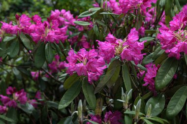 Güneş ışığıyla aydınlatılan bej bir arkaplana karşı koyu pembe açelya çiçeğinin yakın plan ayrıntıları. Bir bahçede açan koyu pembe rhododendron çiçeklerinin odağı.