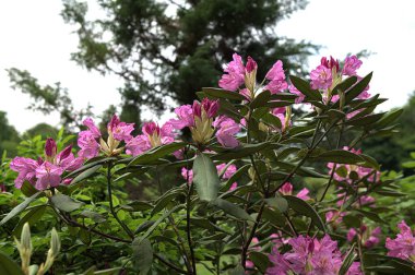 Güneş ışığıyla aydınlatılan bej bir arkaplana karşı koyu pembe açelya çiçeğinin yakın plan ayrıntıları. Bir bahçede açan koyu pembe rhododendron çiçeklerinin odağı.