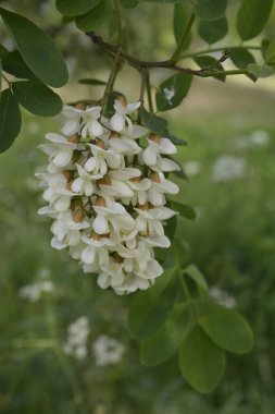 Yaygın robinia, Robinia sözde ağaçta beyaz çiçekler. Bahar ormanında çiçek açan beyaz akasya. Acacia bal içeren bir ağaçtır..
