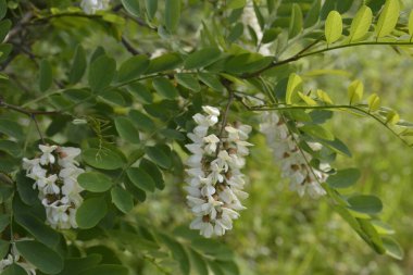 Yaygın robinia, Robinia sözde ağaçta beyaz çiçekler. Bahar ormanında çiçek açan beyaz akasya. Acacia bal içeren bir ağaçtır..