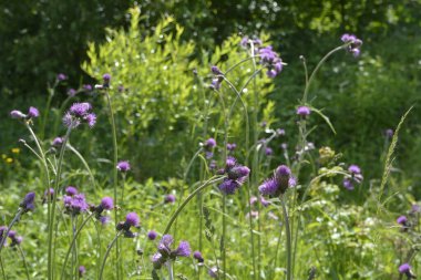 Siryum rivulare atropurpureum - uzun saplı, koyu mor deve dikeni. Çayırda büyüyen sirum rivulare çiçeği, yakın çekim .