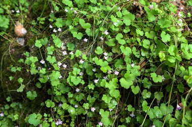 Cymbalaria duvar resmi ya da Sarmaşık Terkedilmiş Toadflax ya da Kenilworth Sarmaşığı taştan bir duvarda. Cymbalaria duvar resmi. Cymbolaria, küçük mor kır çiçekleri.