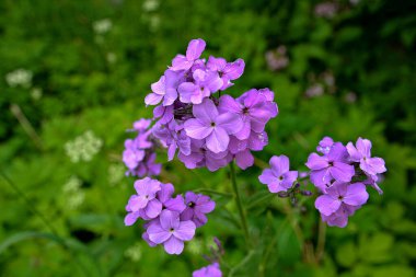 Hesperis matronalis ya da yaz menekşesi, sutyengiller familyasının uzun ömürlü ya da iki yıllıklarından biri. Mor gilliflower Hesperis matronalis 'e yakın plan..