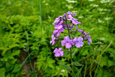 Hesperis matronalis ya da yaz menekşesi, sutyengiller familyasının uzun ömürlü ya da iki yıllıklarından biri. Mor gilliflower Hesperis matronalis 'e yakın plan..