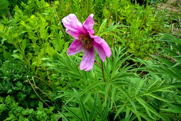 stock image Medicinal plant Marin root or peony (lat. Paeonia anomala ).Anomalous Peony blooms in a flower bed in early June.Popular in folk medicine, powerful medicinal plant.