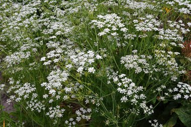 Kişniş tarlasında bir sürü kişniş çiçeği açıyor. Çiçekli kişniş bitkisi (coriandrum sativum) beyaz çiçeklerle.