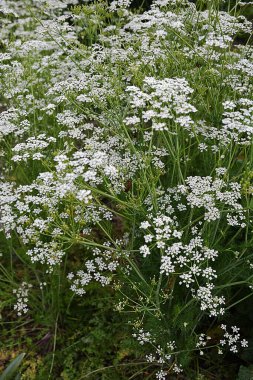 Kişniş tarlasında bir sürü kişniş çiçeği açıyor. Çiçekli kişniş bitkisi (coriandrum sativum) beyaz çiçeklerle.