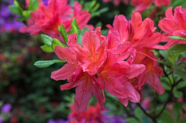 Önplanda parlak kırmızı bir rhododendron çalısı yeşil bir bahçenin arka planına karşı. Bulanık kırmızı Azalea çiçek makrosu.