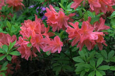 Önplanda parlak kırmızı bir rhododendron çalısı yeşil bir bahçenin arka planına karşı. Bulanık kırmızı Azalea çiçek makrosu.