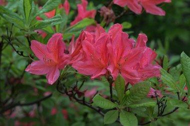 Önplanda parlak kırmızı bir rhododendron çalısı yeşil bir bahçenin arka planına karşı. Bulanık kırmızı Azalea çiçek makrosu.