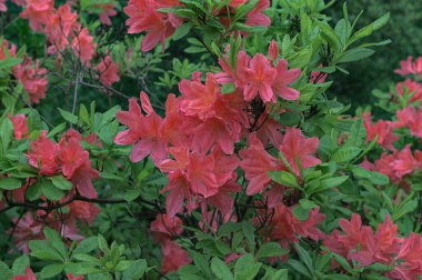 Önplanda parlak kırmızı bir rhododendron çalısı yeşil bir bahçenin arka planına karşı. Bulanık kırmızı Azalea çiçek makrosu.