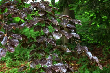 Fagus sylvatica Purpurea ağaç dalları, güzel süs kayın ağacı, mor yaprakları ile bakır kayın, erken yaz sezonu