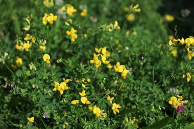 Sarı kır çiçeği ayrıca çayırdaki kuş ayağı ağaç folyosu olarak da bilinir. Nilüfer çiçekleri güneşli bir günde çiçek açar.