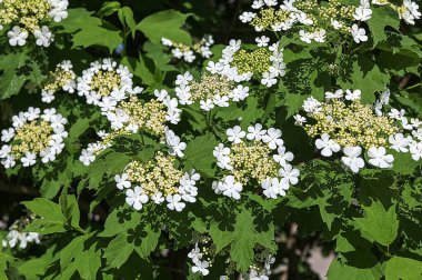 Viburnum çiçek açtı. Güzel makro beyaz çiçek demetleri süs bitkisi..