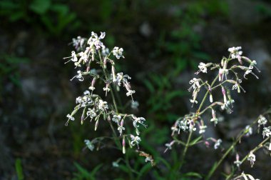 (Silene nutans, Caryophyllaceae familyasından çiçekli bir bitki türüdür. Yazın vahşi bitki vuruşu..