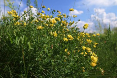 Lotus corniculatus, Fabaceae familyasından ılıman Avrasya ve Kuzey Afrika 'da yetişen bir bitki türü. Yaygın isimler arasında kuş ayağı folyo, yumurta ve pastırma yer alıyor..