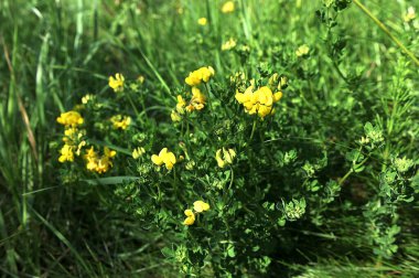 Lotus corniculatus, Fabaceae familyasından ılıman Avrasya ve Kuzey Afrika 'da yetişen bir bitki türü. Yaygın isimler arasında kuş ayağı folyo, yumurta ve pastırma yer alıyor..
