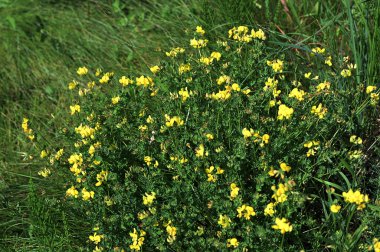 Lotus corniculatus, Fabaceae familyasından ılıman Avrasya ve Kuzey Afrika 'da yetişen bir bitki türü. Yaygın isimler arasında kuş ayağı folyo, yumurta ve pastırma yer alıyor..