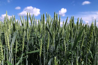 Taze yeşil, yoğun ekilmiş buğday, Triticum aestivum ya da ekmek buğday tarlaları sıcak bahar günlerinde sımsıkı büyüyen yerli buğday türleri.