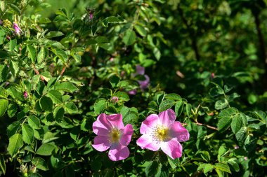 Köpek gülü, Rosa kanina, parkta açan yaban gülü, seçici bir odak noktasıyla yakın plan pembe çiçekli bitki..