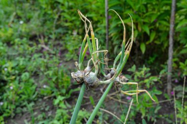 Mısır soğanı (allium proliferum) soğanları baharda ağaçların tepesine konur. Ağaç soğanı veya Mısır soğanı olan Allium soğanlarından oluşan bir ampul kümesi.