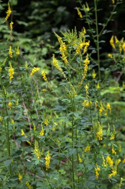 Melilotus 'un çiçekleri parlak yaz arka planında. Sarının bulanık arkaplanı - yeşil. Yüzeyin derinliği. Çayırdaki tatlı sarı yonca çiçekleri yakın plan seçici odak