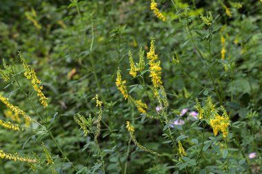 Melilotus 'un çiçekleri parlak yaz arka planında. Sarının bulanık arkaplanı - yeşil. Yüzeyin derinliği. Çayırdaki tatlı sarı yonca çiçekleri yakın plan seçici odak