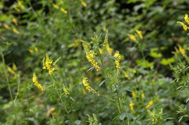 Melilotus 'un çiçekleri parlak yaz arka planında. Sarının bulanık arkaplanı - yeşil. Yüzeyin derinliği. Çayırdaki tatlı sarı yonca çiçekleri yakın plan seçici odak