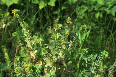 İlkbaharda, Cerinthe Minör Bal Solucanı yabani doğada yetişir, çimlerde de tarla otları. Küçük olanı, Küçük Honeywort, Boraginaceae. Baharda vahşi bitki vuruşu.